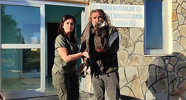 Yaralı kara akbaba yetkililere teslim edildi