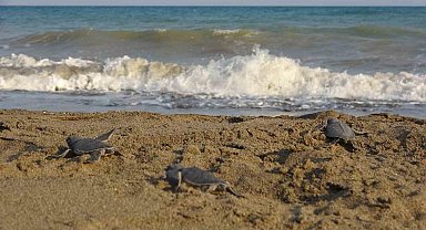 Yavru caretta carettların çıkışları tamamlandı: 210 bin yavru denizle buluştu